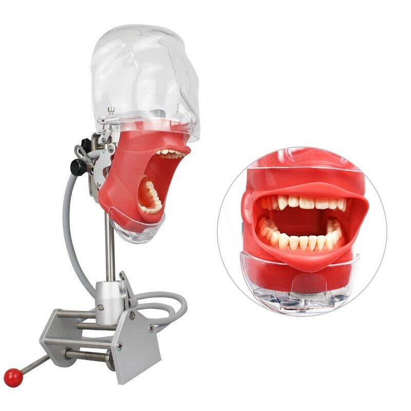 Dentreal - Dental Simulator Phantom Head Model for Education Dentist Training Practice