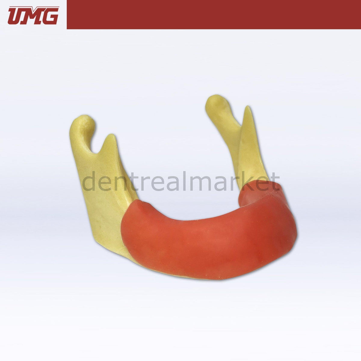 Umg Dental - Umg Model Anatomically Shaped Bone Mandible for Implant Placement Application - UM - Z12